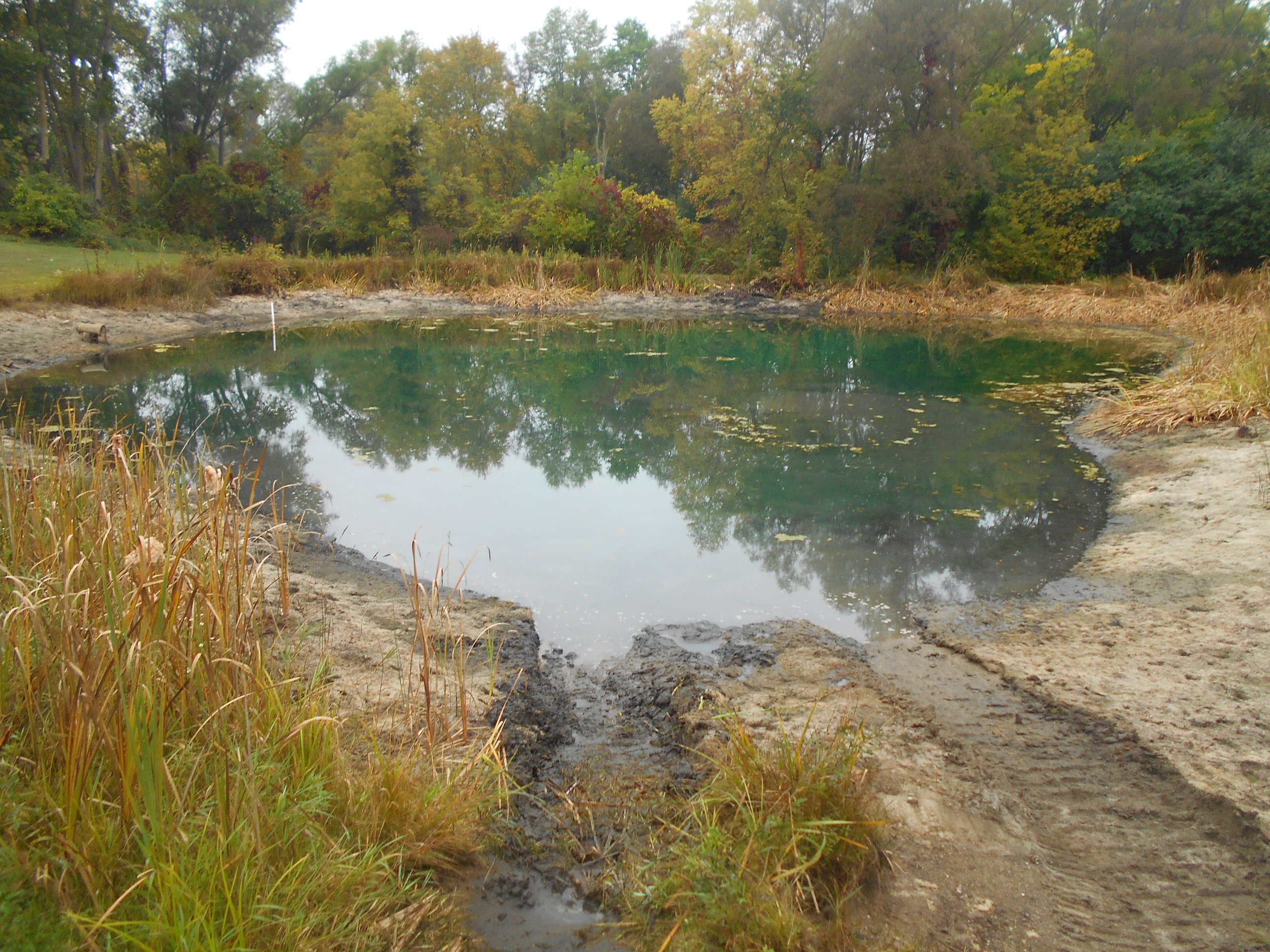 Dexter, MI Pond Clean Out